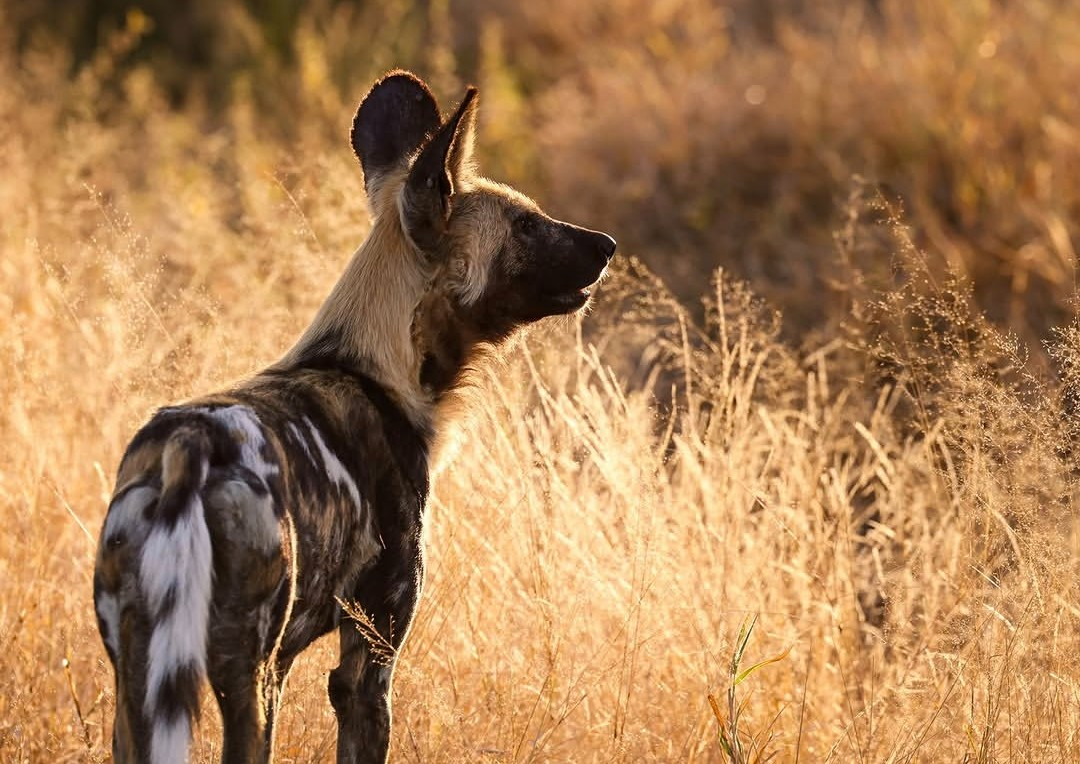 Wild Dog Serengeti Tanzania